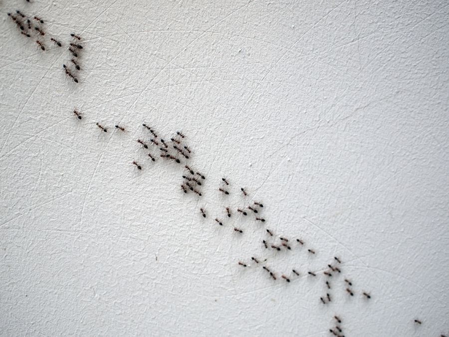 Ants crawling inside house.