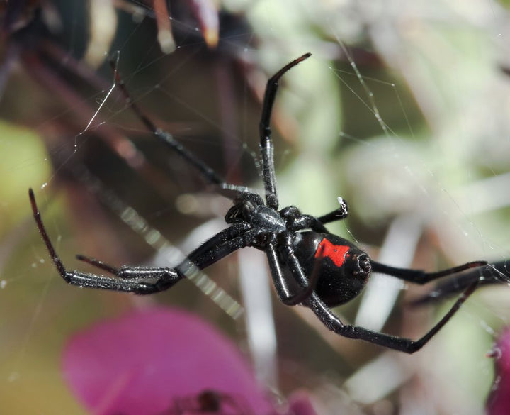 Utah's Top Spiders