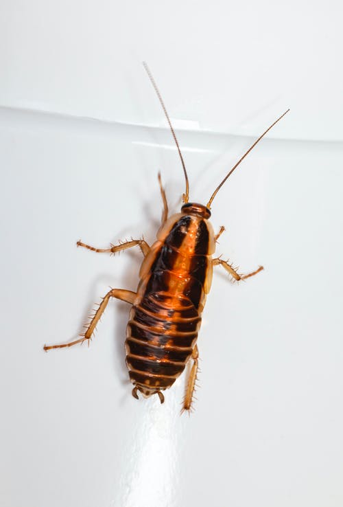 Cockroaches in Utah