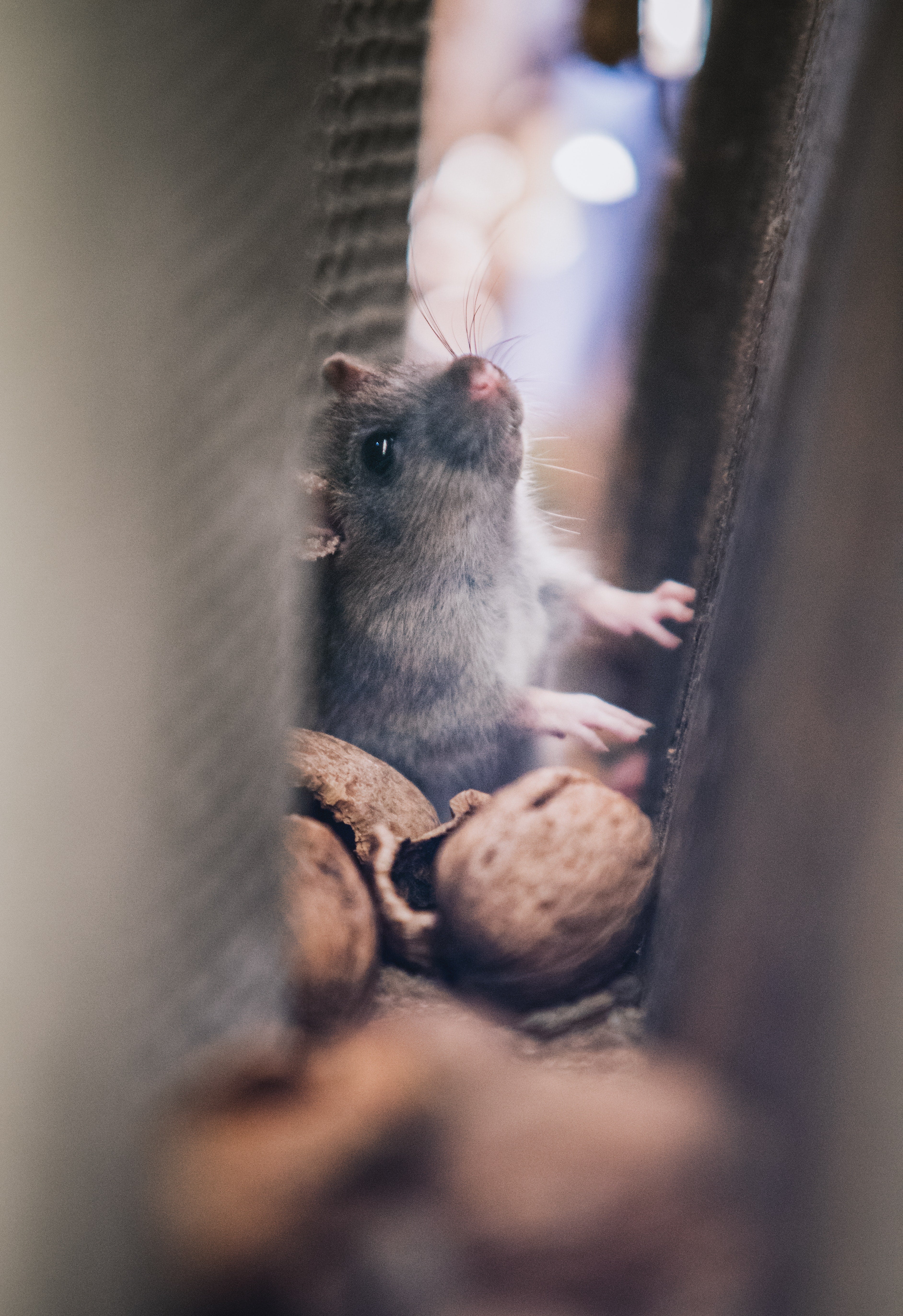 Mouse in the House – Bug Off Pest Control